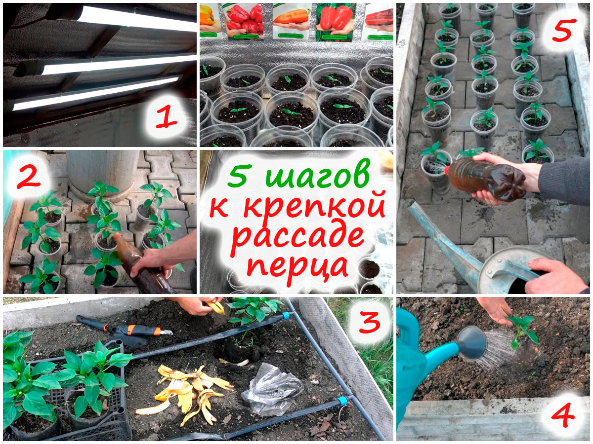 Выращивание рассады перца