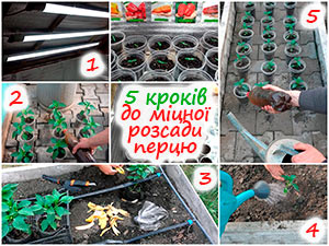 Вирощування розсади перцю