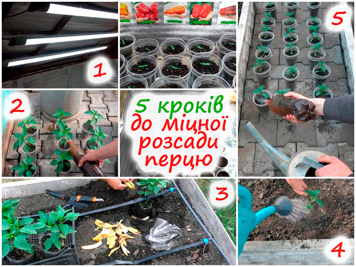 Вирощування розсади перцю