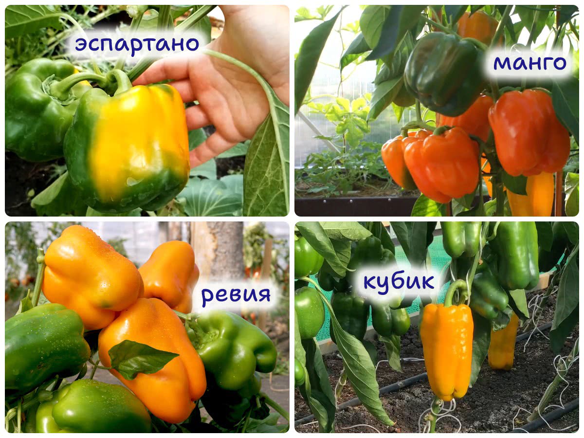 Сорта перца