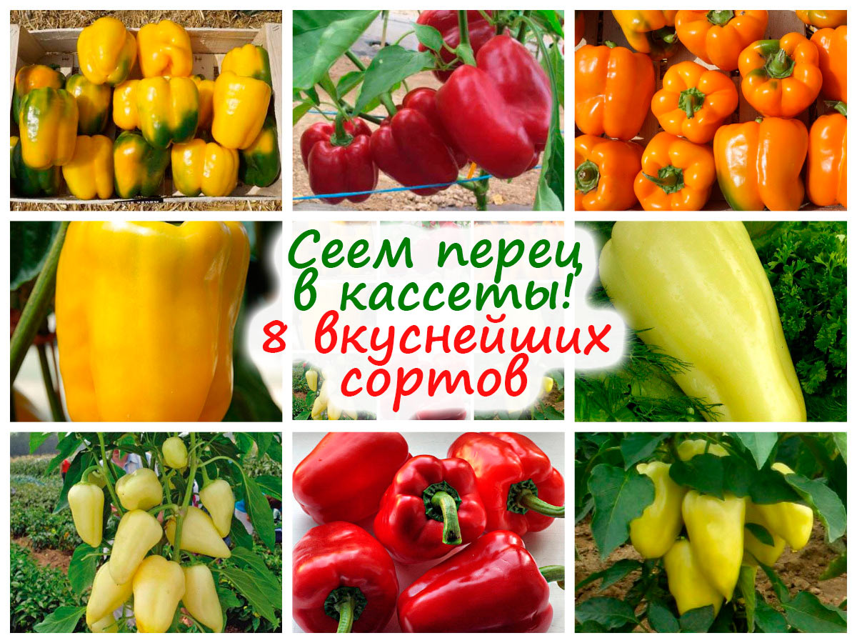 8 сортов перца