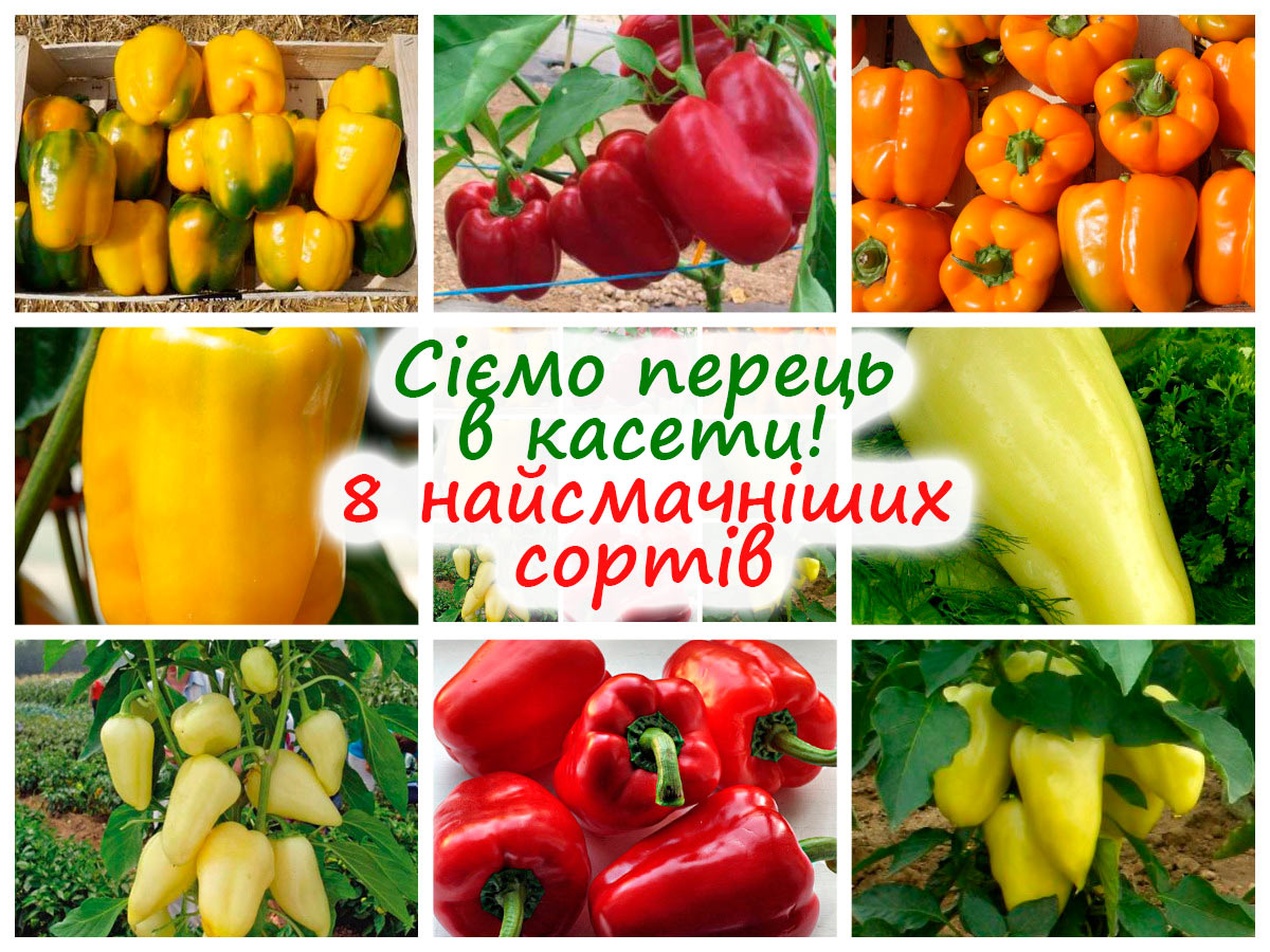8 сортів перцю