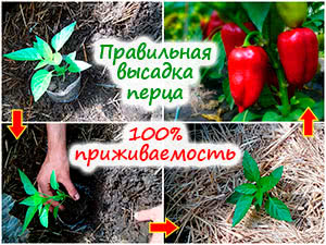Посадка рассады перца в грунт
