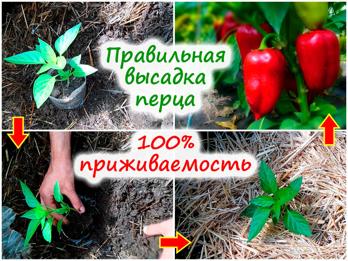 Посадка рассады перца в грунт