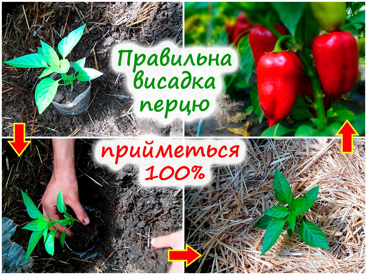 Посадка розсади перцю в ґрунт