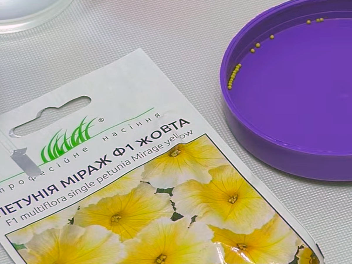 Држаированные семена петунии