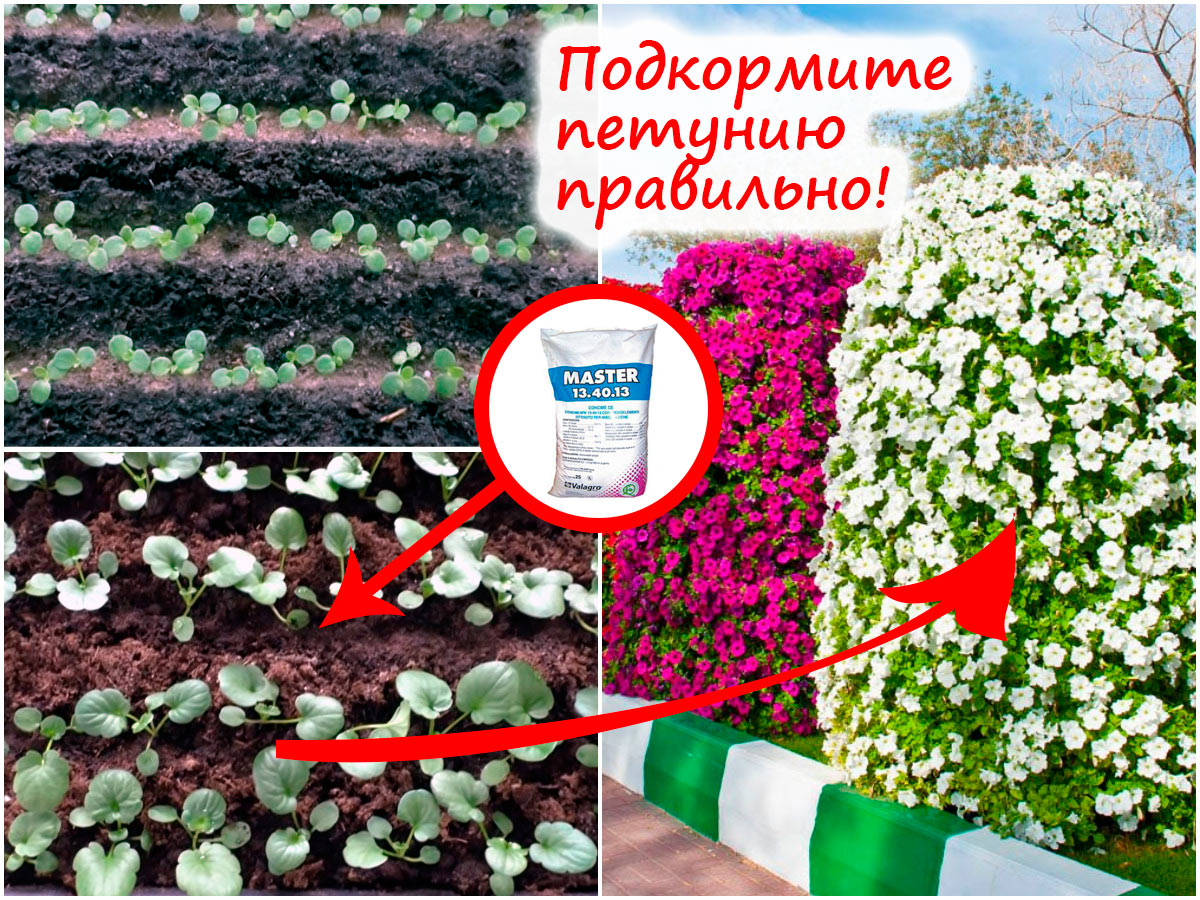Первая подкормка петунии