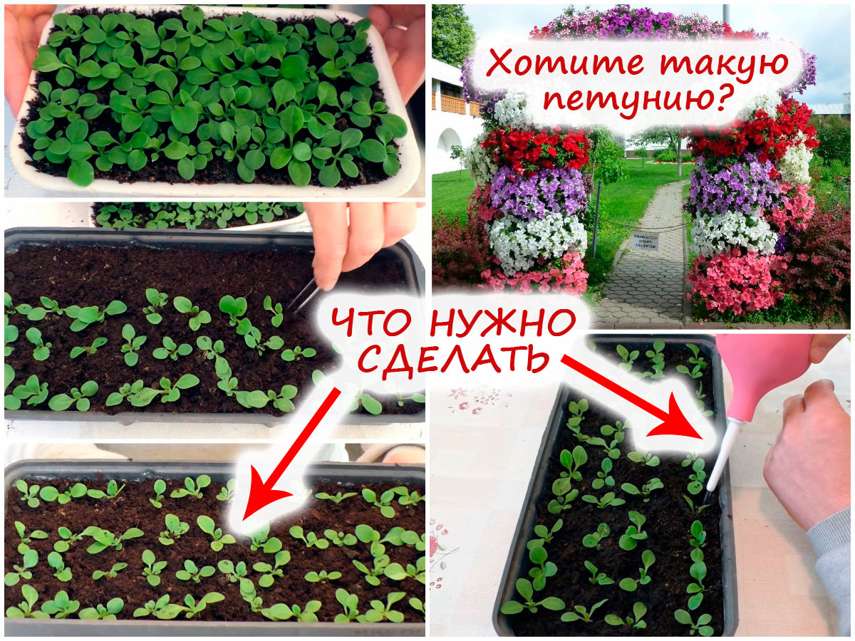 Пикировка петунии