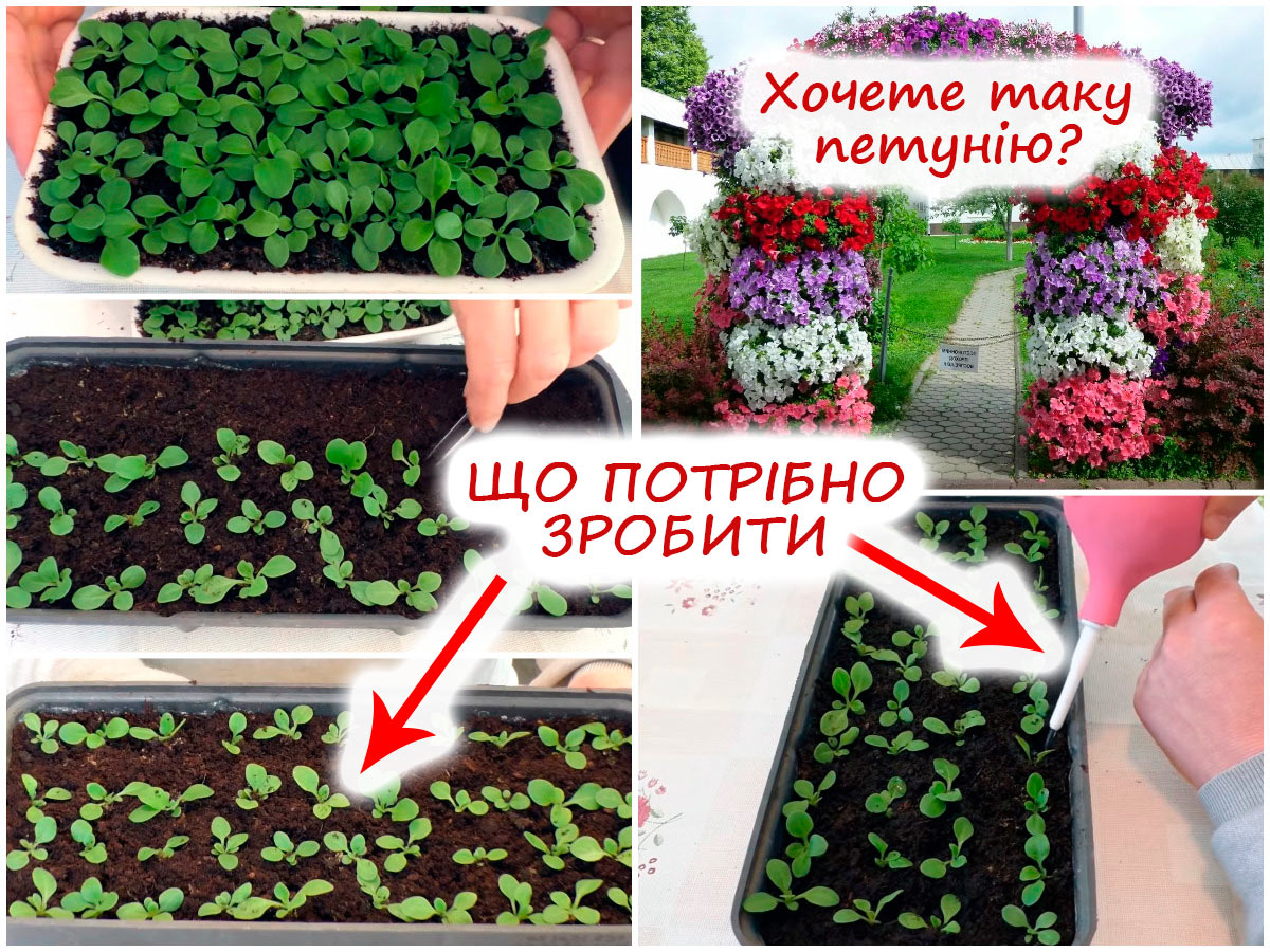 Пікірування петунії