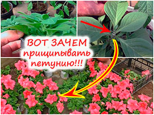 Прищипывание рассады петунии