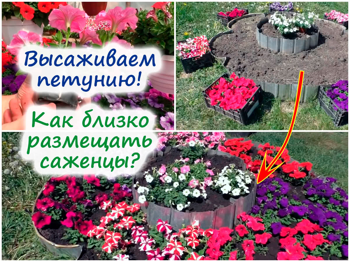 Посадка петунии на клумбу