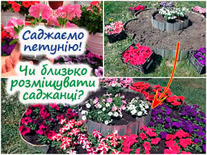 Посадка петунії на клумбу