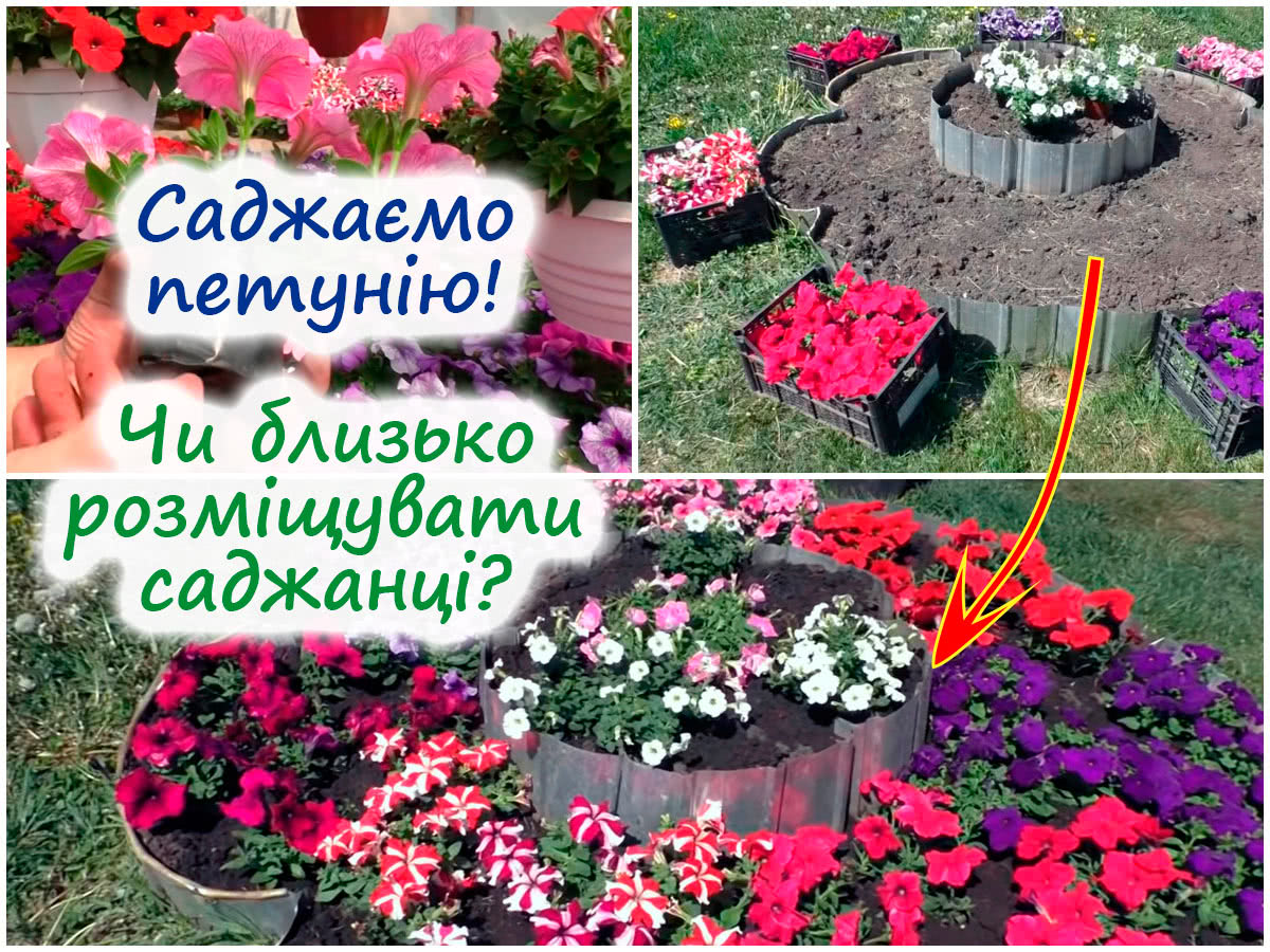 Посадка петунії на клумбу