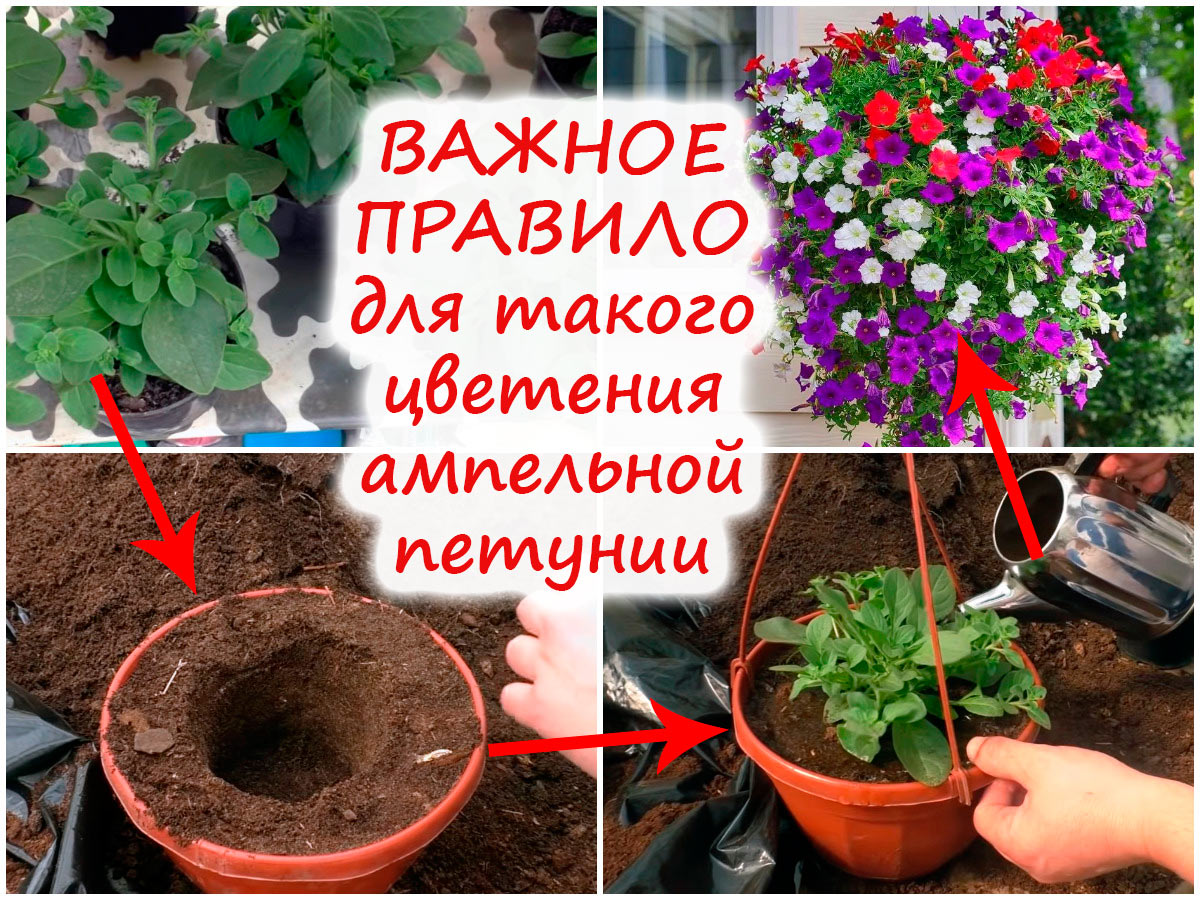 Пересадка ампельной петунии