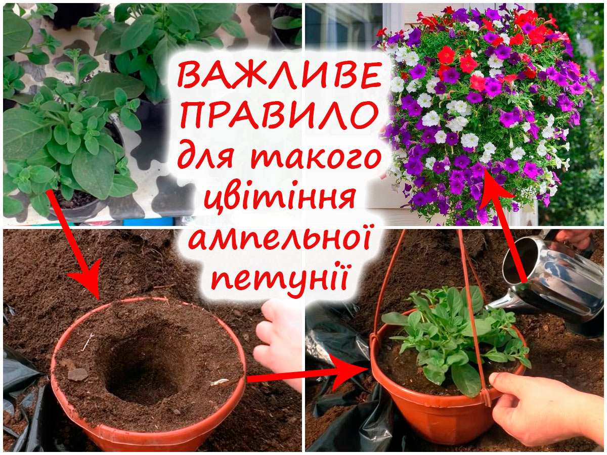 Пересадка ампельної петунії
