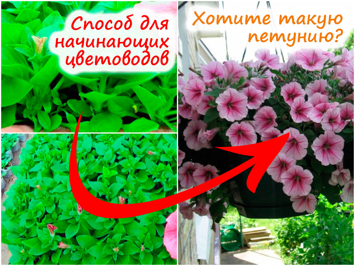 Петуния без пикировки