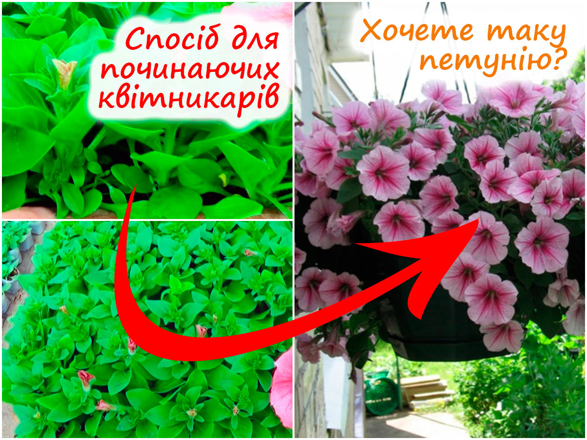 Петунія без пікірування