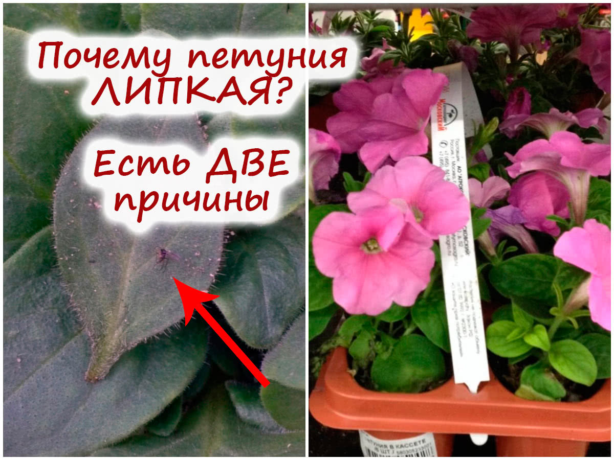 Липкие листья петунии