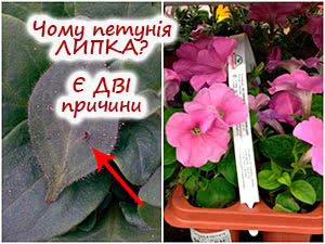 Липке листя петунії
