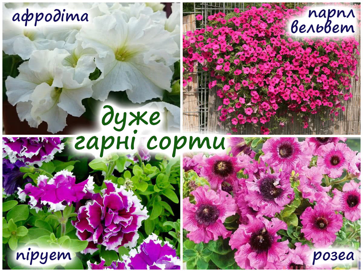 Сорти петунії