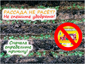 Нужно ли удобрять петунию