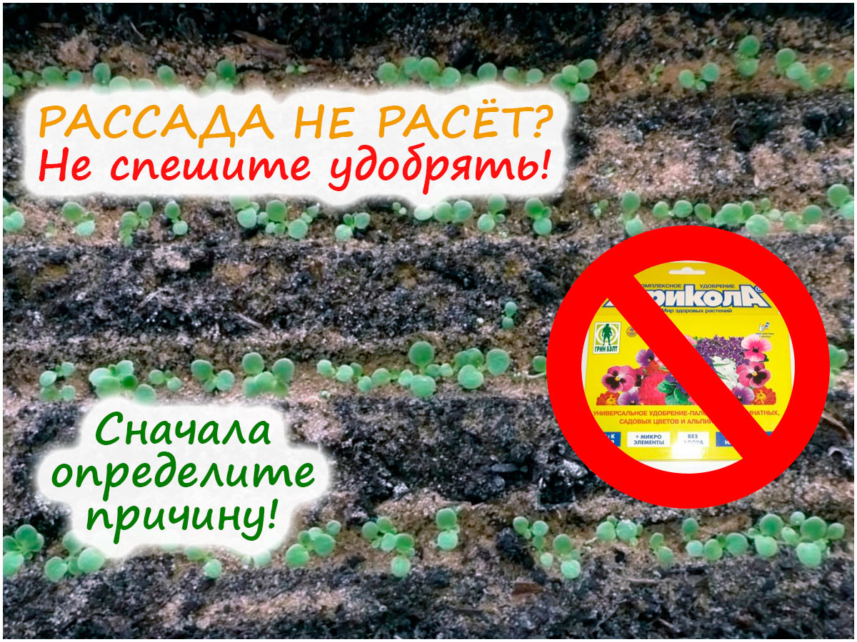 Нужно ли удобрять петунию