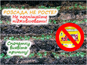 Чи потрібно удобрювати петунію
