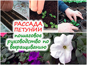 Выращивание рассады петунии
