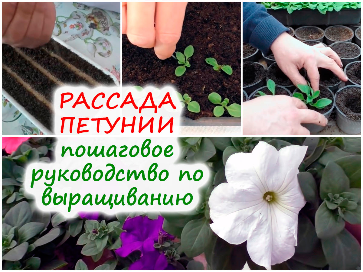 Выращивание рассады петунии