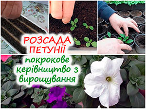 Вирощування розсади петунії