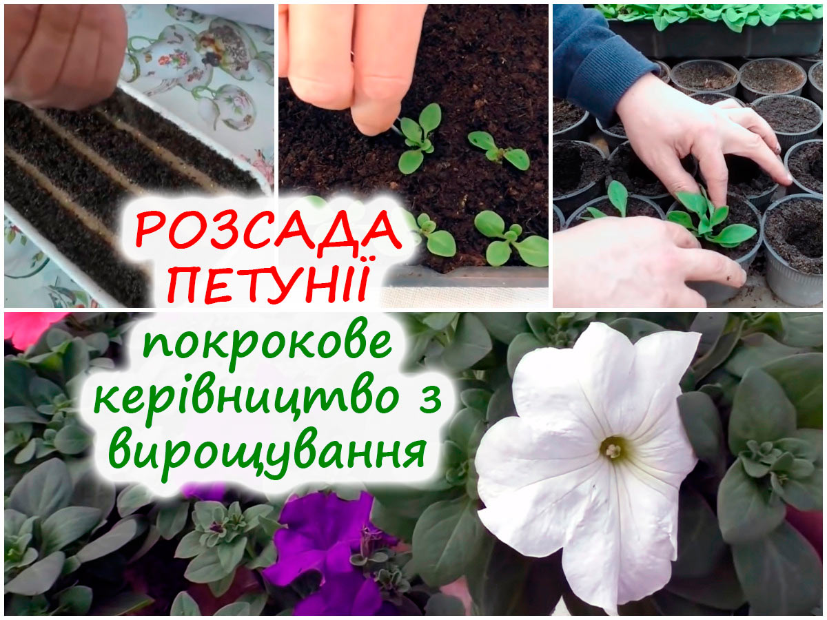 Вирощування розсади петунії