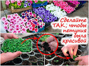 Пикировка рассады петунии