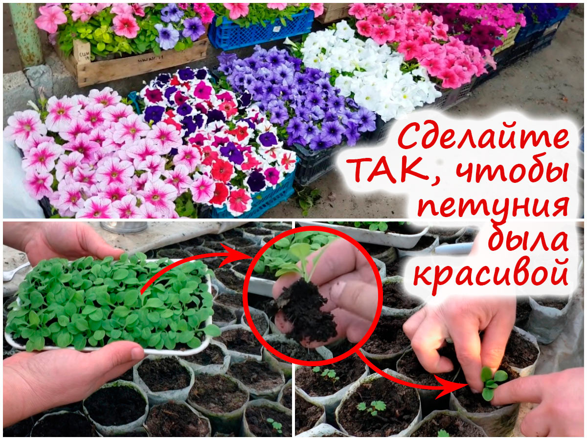 Пикировка рассады петунии