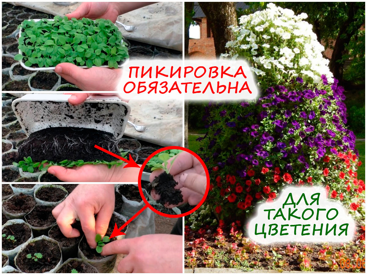 Пикировка петунии