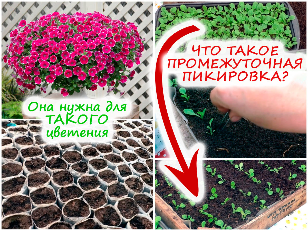 Промежуточная пикировка петунии