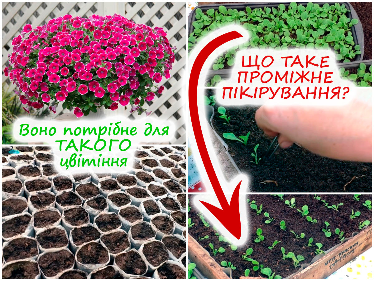 Проміжне пікірування петунії