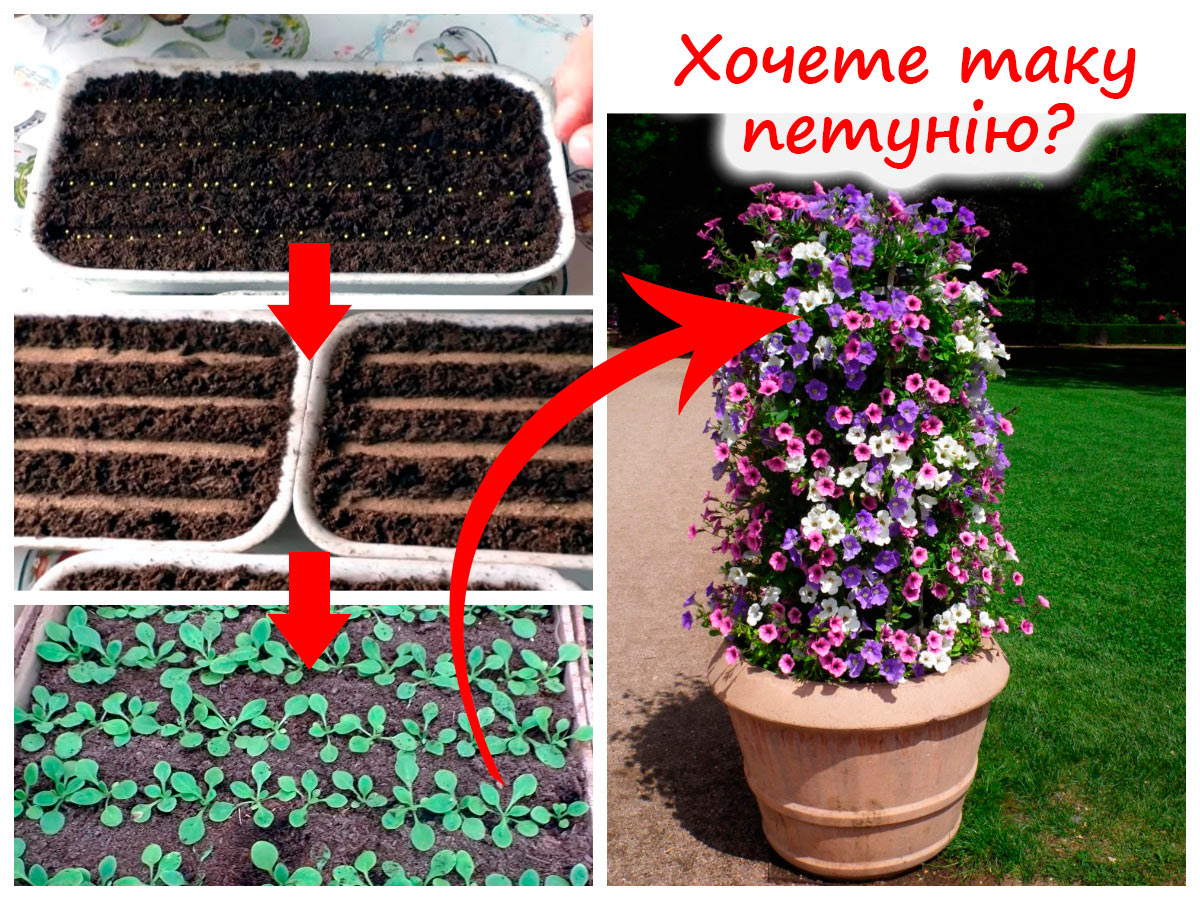 Правильний посів петунії на розсаду