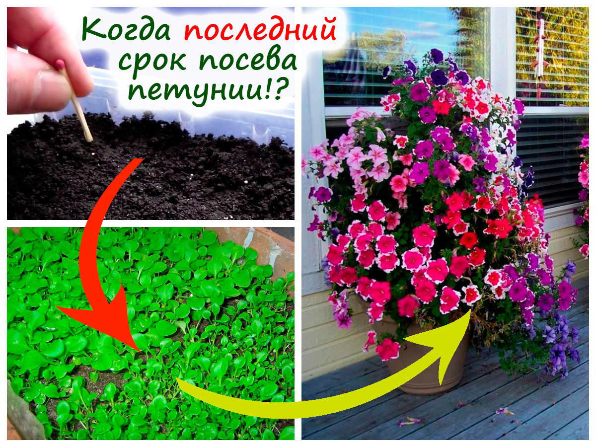 Посев петунии на рассаду