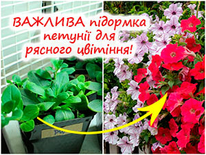 Підживлення петунії