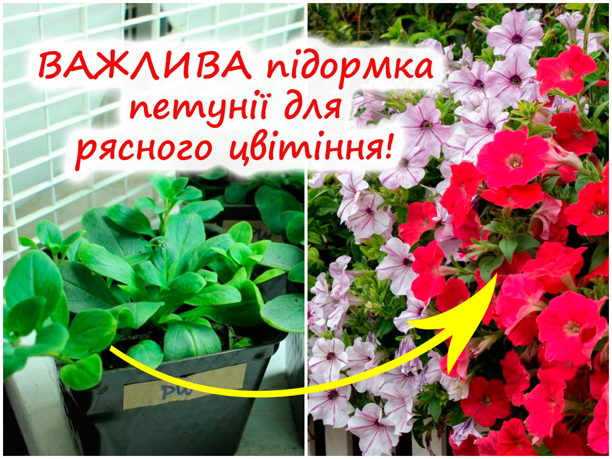 Підживлення петунії