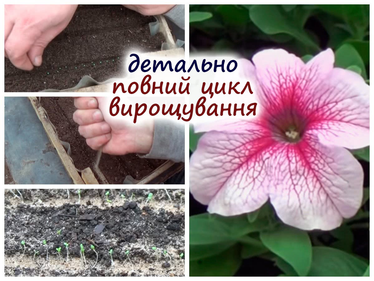 Вирощування петунії