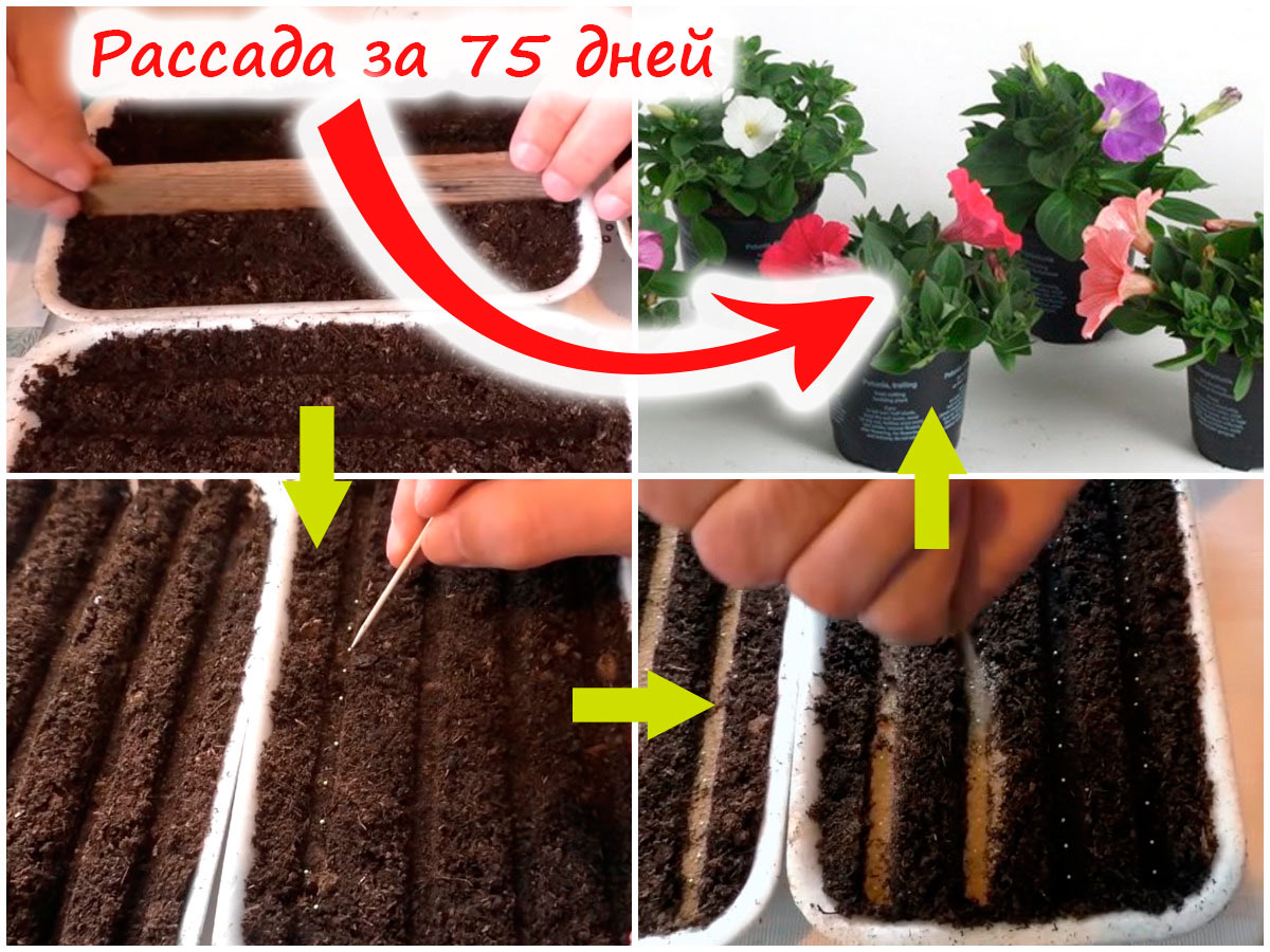 Выращивание рассады петунии