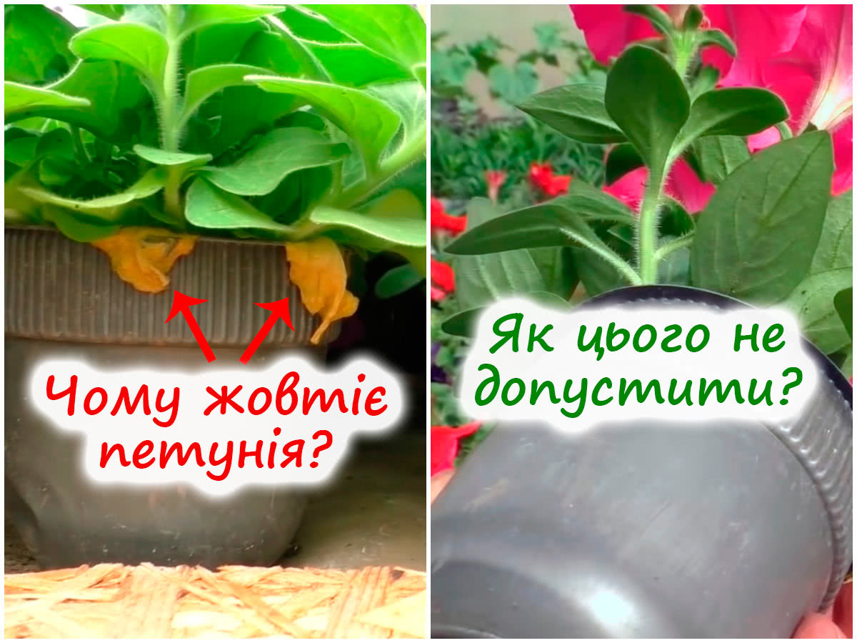 Жовтіє листя петунії