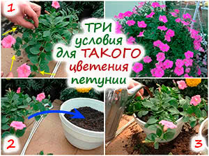 Прищипывание ампельной петунии
