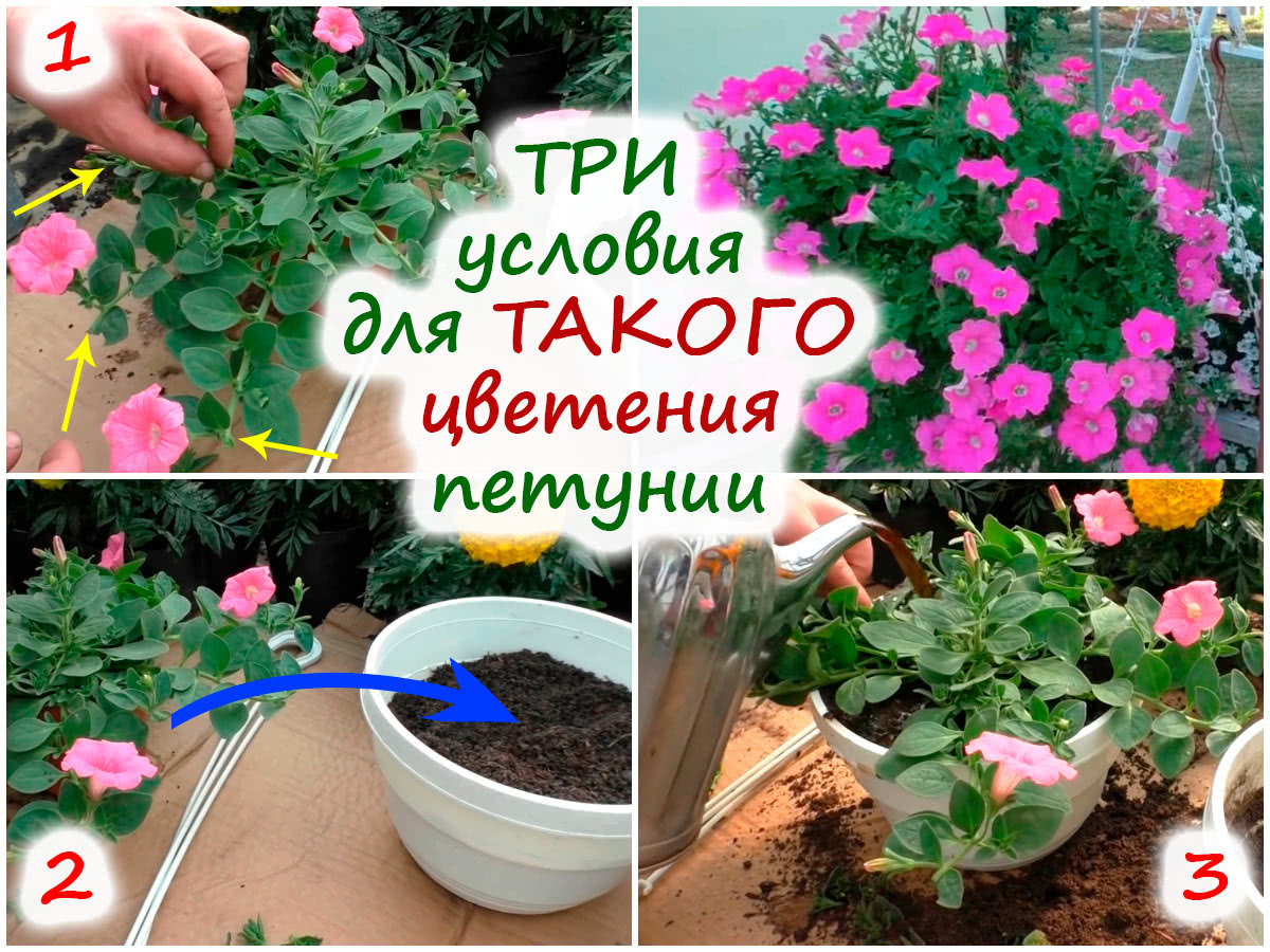 Прищипывание ампельной петунии