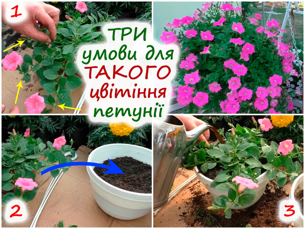 Прищипування ампельної петунії