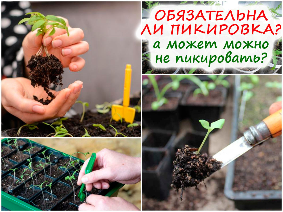 Пикировка цветов