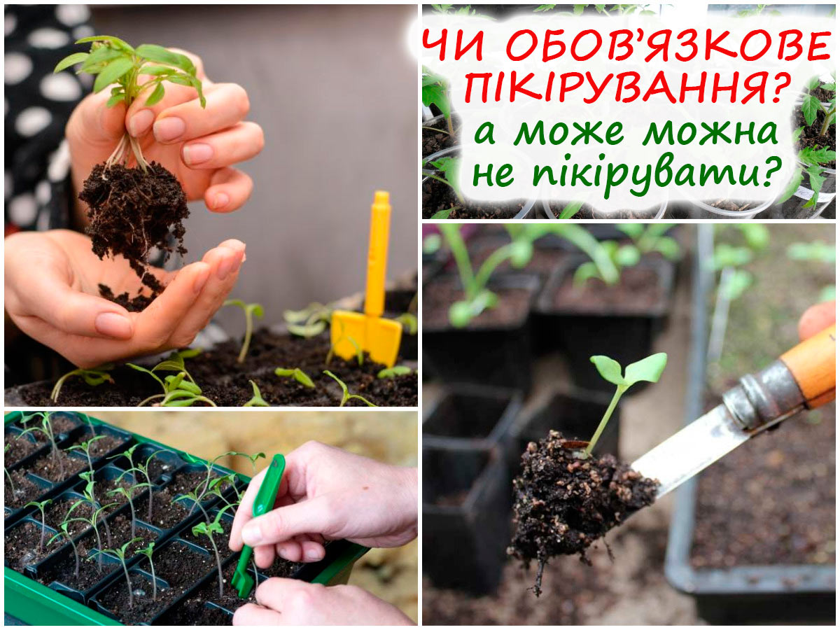 Пікірування квітів