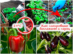 Пикировка перца и баклажанов