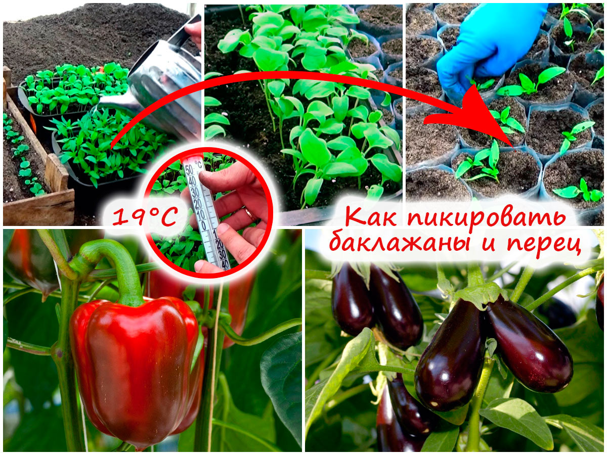 Пикировка перца и баклажанов